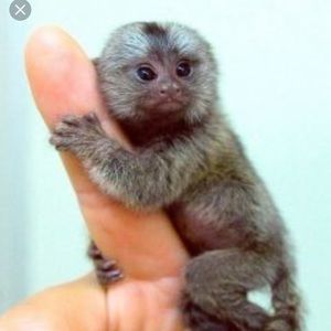 Meet your Posher, Denae